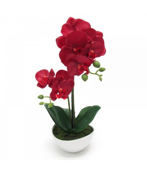 Phalaenopsis Orchid Flower Arr...