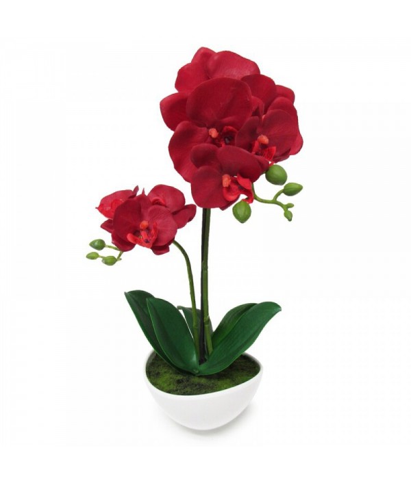 Phalaenopsis Orchid Flower Arrangement in Round Flower Pot